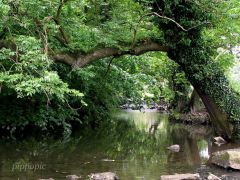 River Sheaf, Millhouses Park
